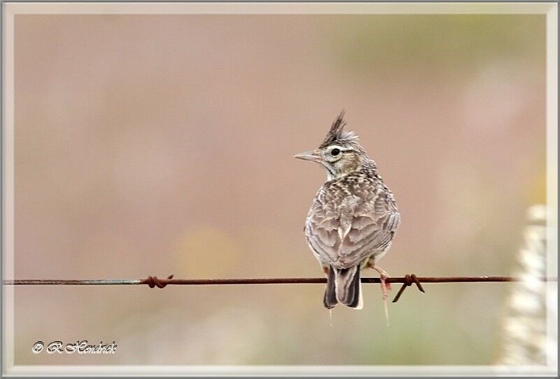 Crested Lark