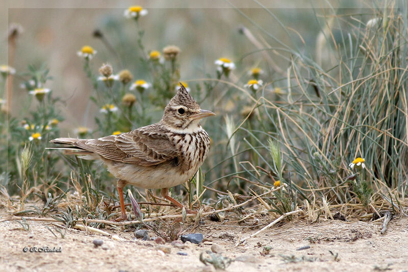 Cochevis huppé