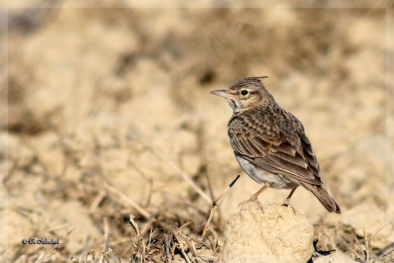 Cochevis huppé