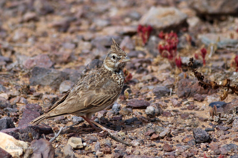 Cochevis huppé