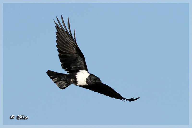 Pied Crow