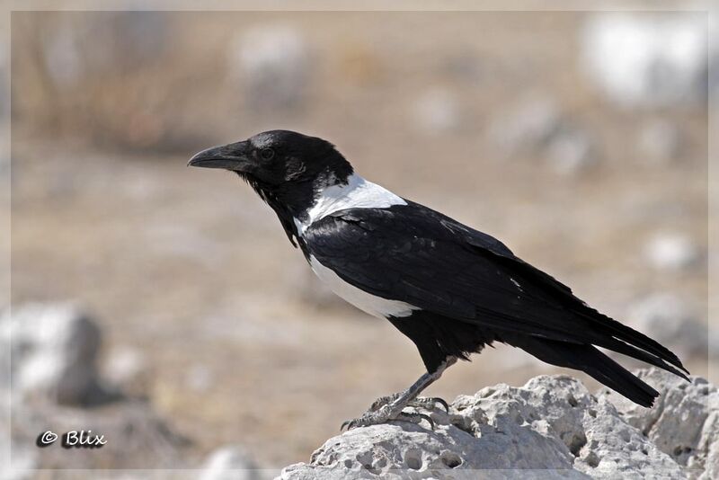 Pied Crow