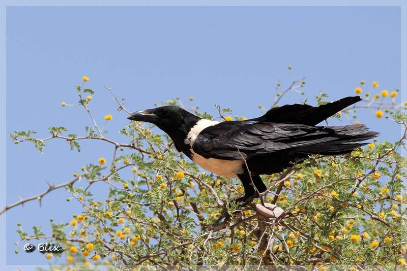 Pied Crow