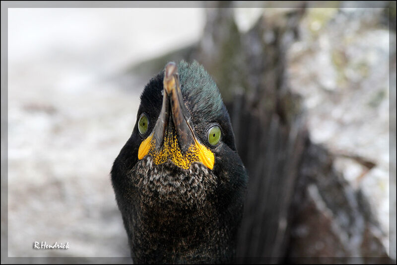 European Shag