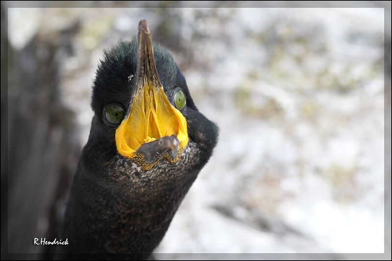 European Shag