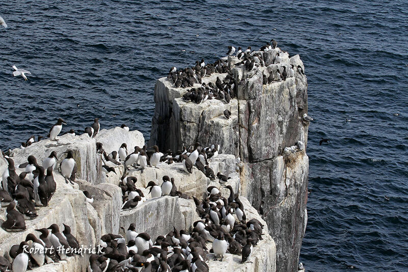 European Shag