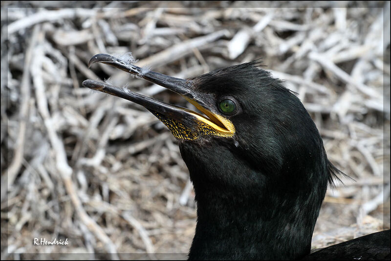 European Shag