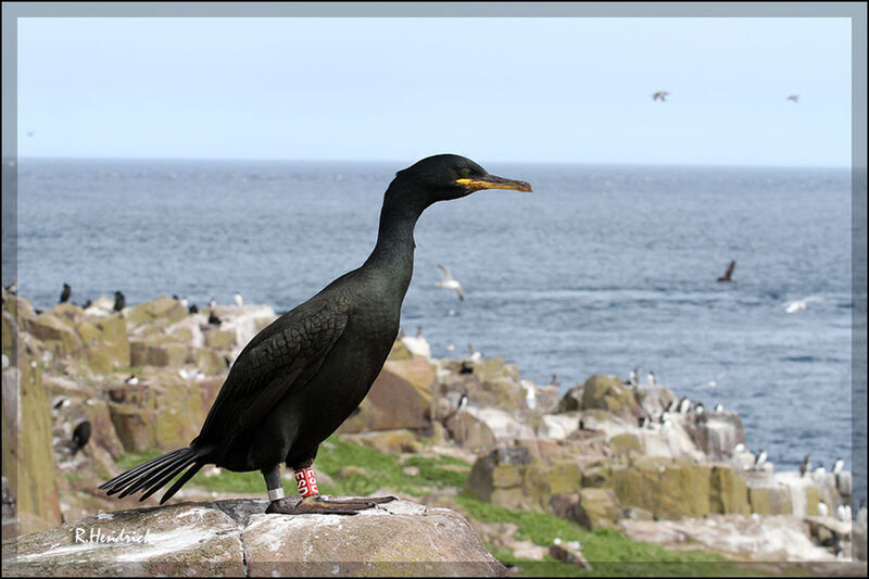 European Shag