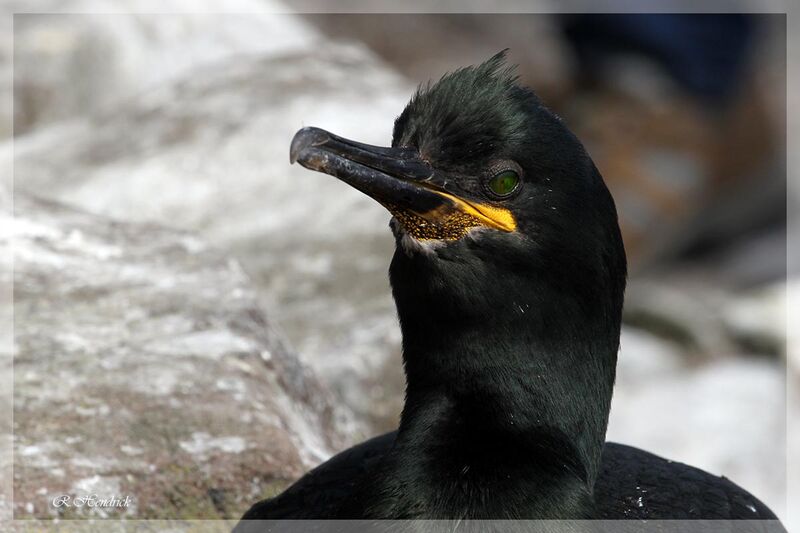 European Shag