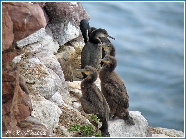 European Shag