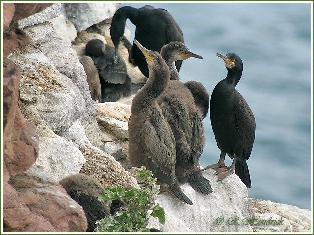 European Shag