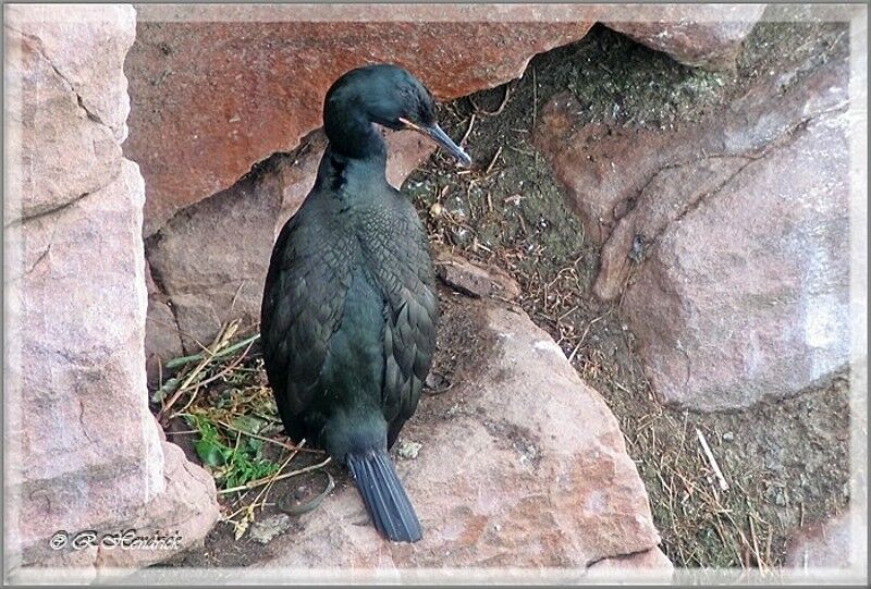 European Shag