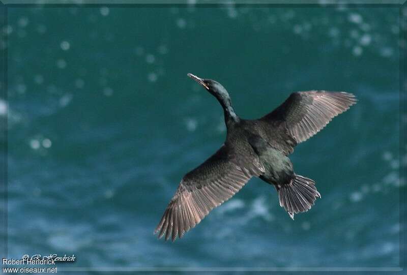 European Shagadult, Flight