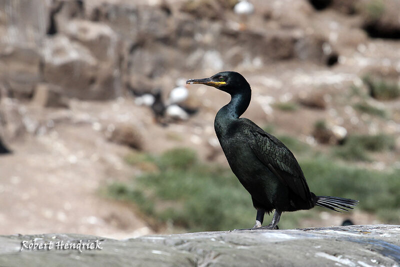 European Shag