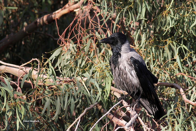 Hooded Crow