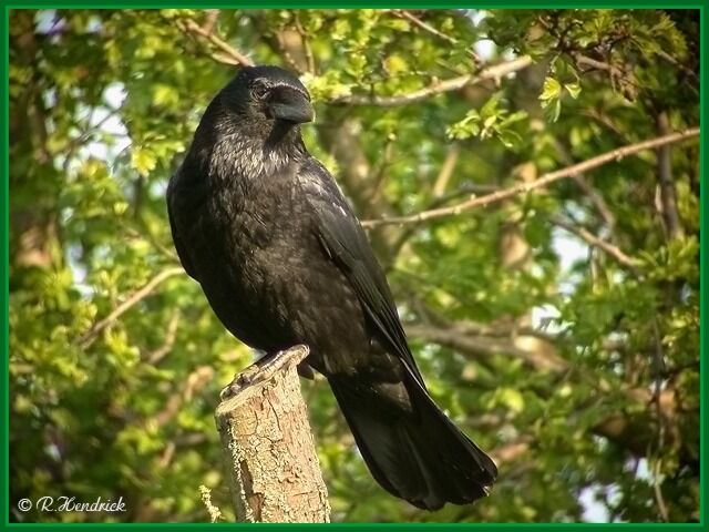 Carrion Crow