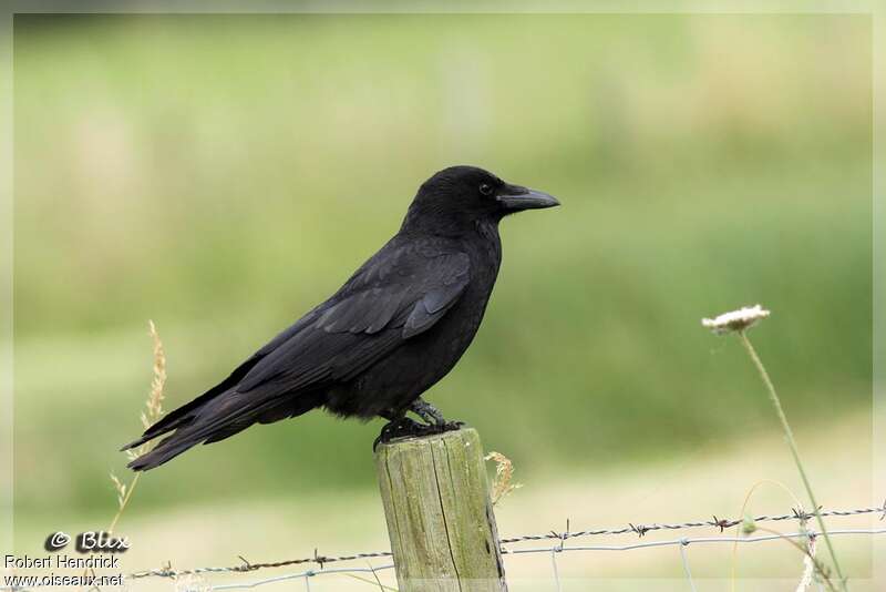 Carrion Crow, identification