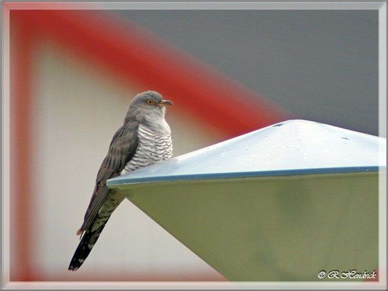 Common Cuckoo