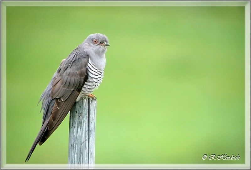 Common Cuckoo