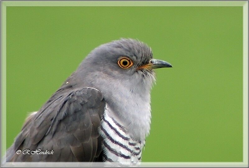 Common Cuckoo