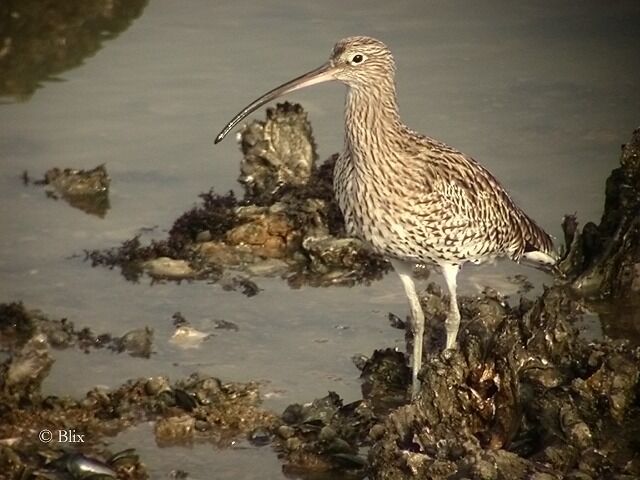 Eurasian Curlew