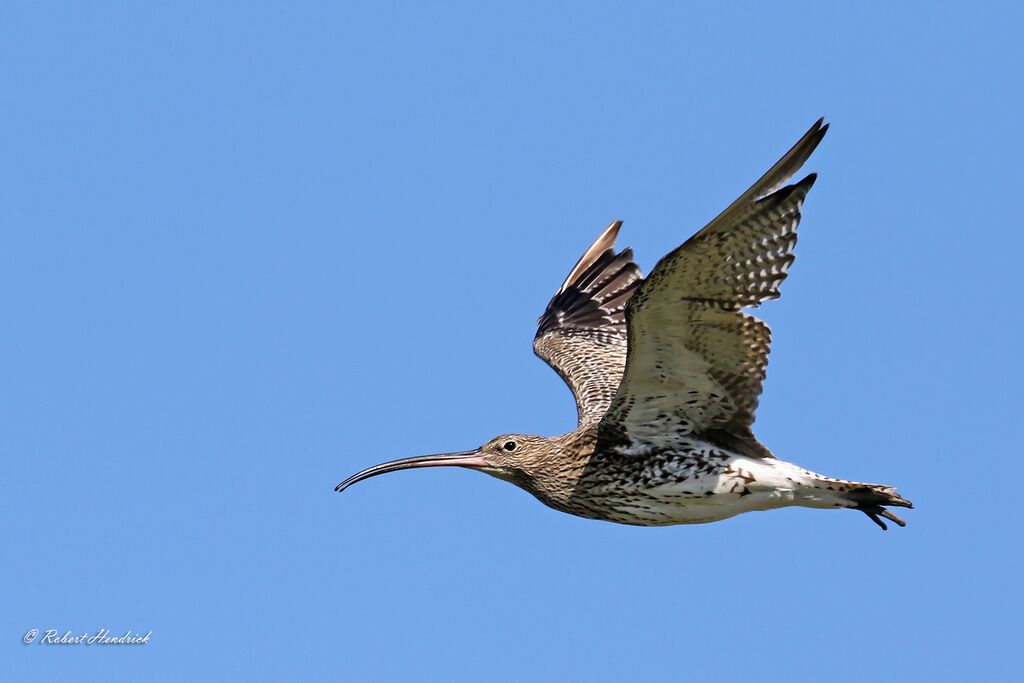 Eurasian Curlew