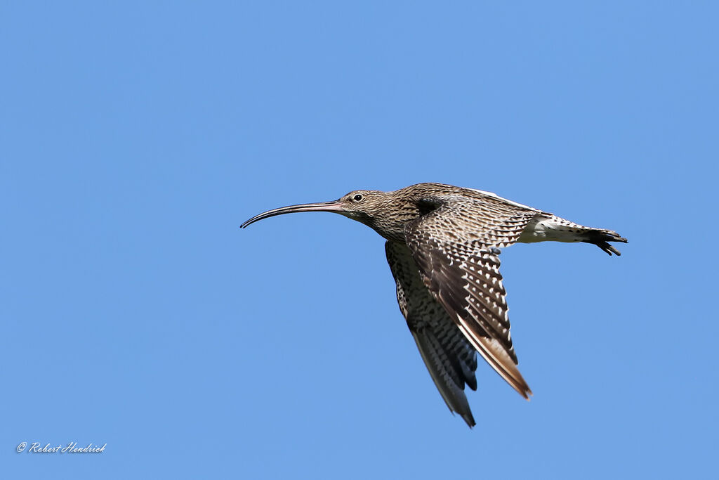 Eurasian Curlew