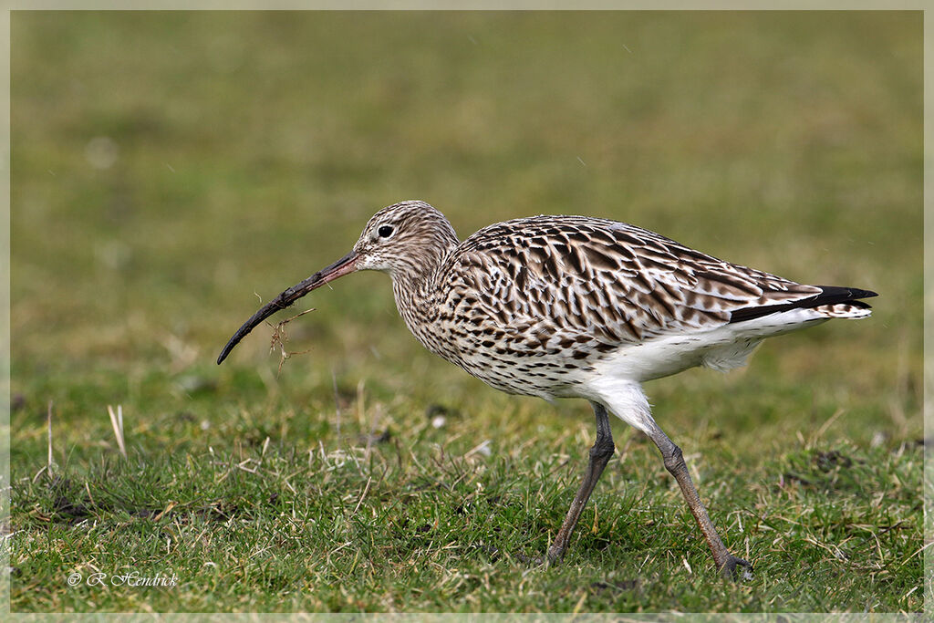 Eurasian Curlew