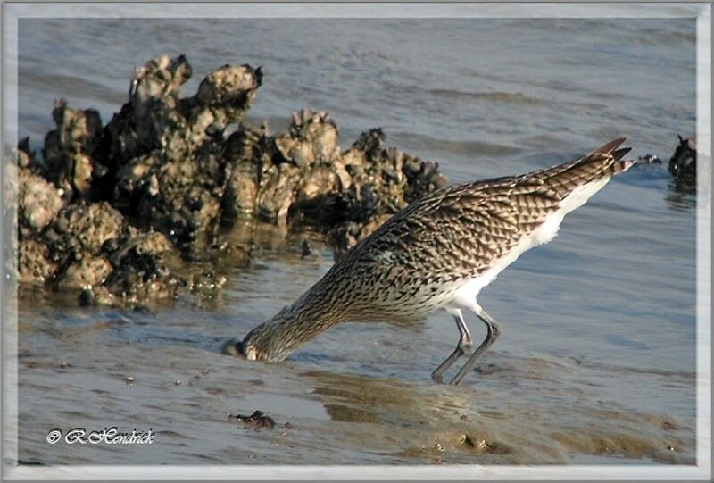 Eurasian Curlew