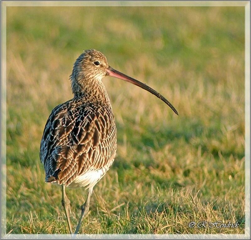 Eurasian Curlew