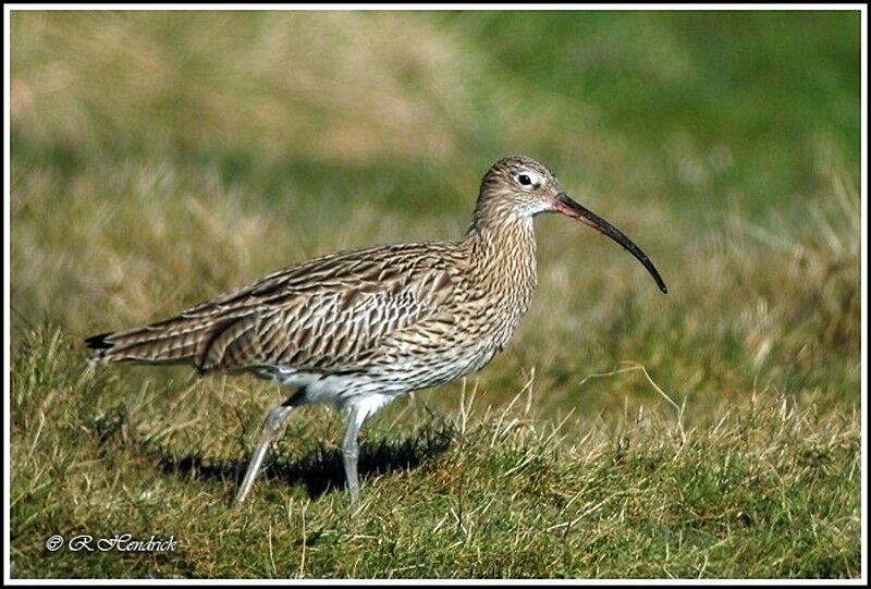 Eurasian Curlew