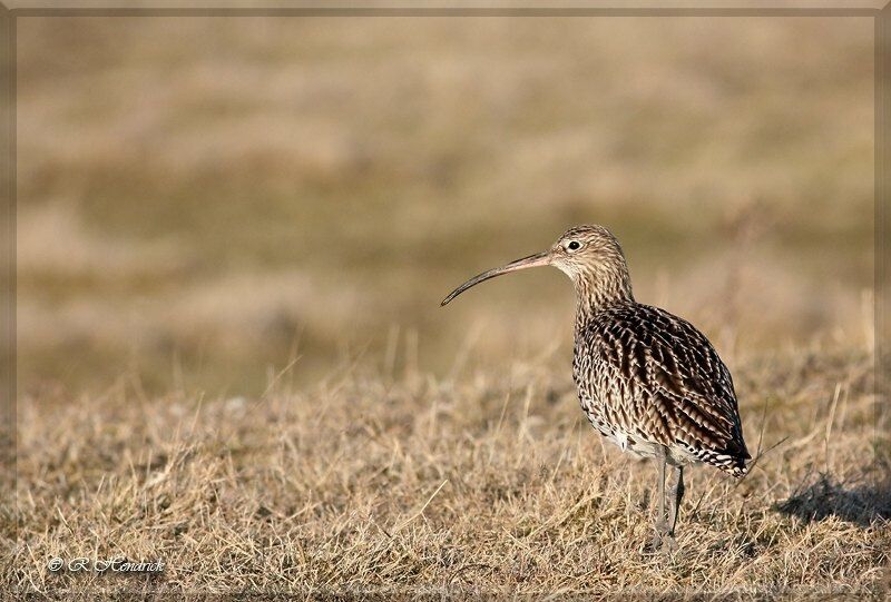 Eurasian Curlew