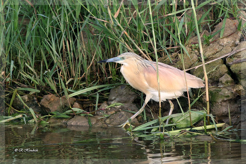 Squacco Heron