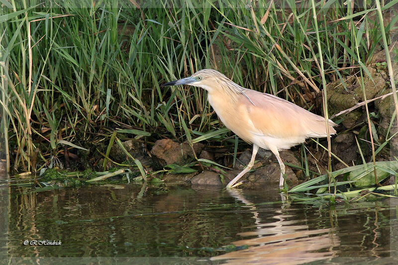 Crabier chevelu