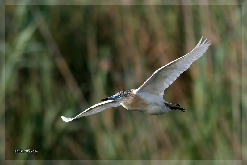 Squacco Heron