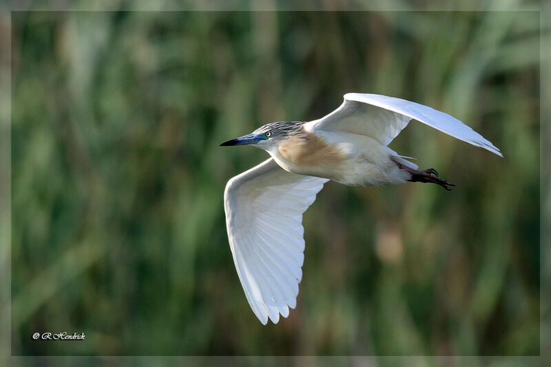 Squacco Heron