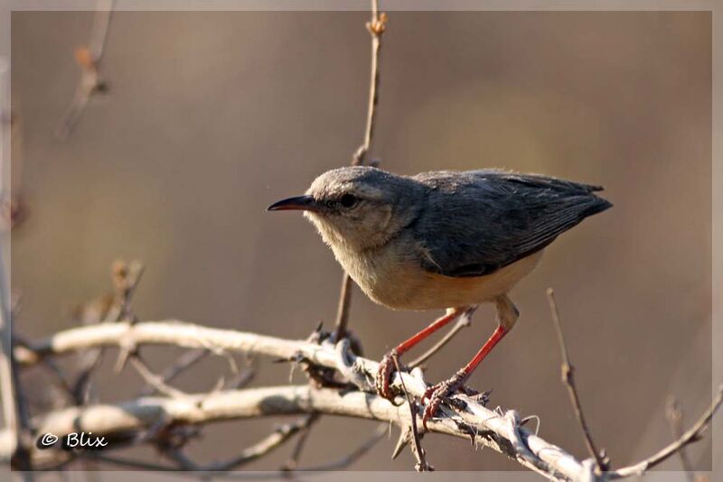 Long-billed Crombec