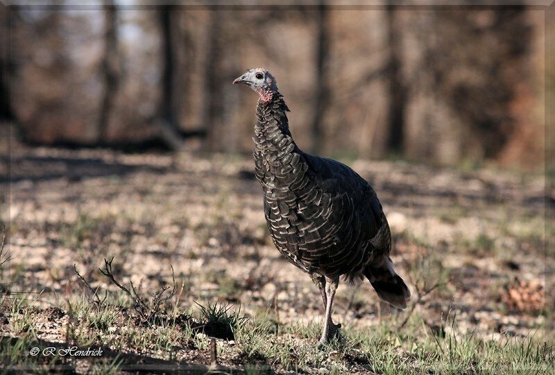 Wild Turkey