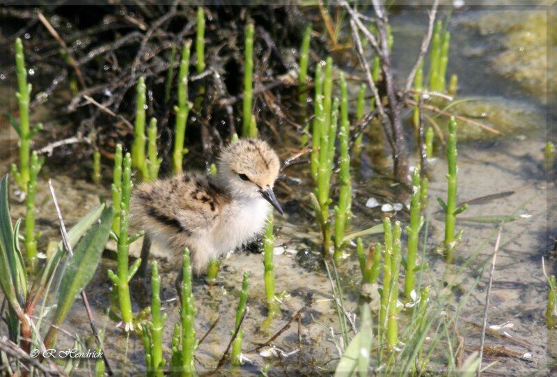 Black-winged Stilt