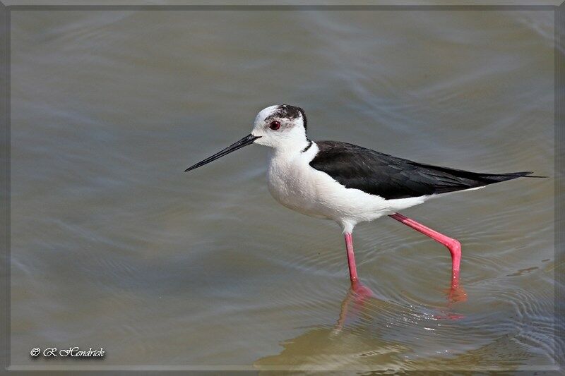 Black-winged Stilt