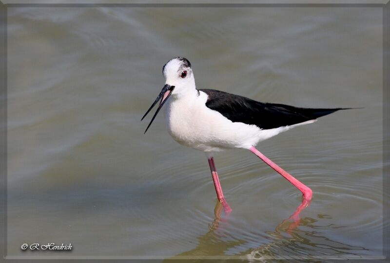 Black-winged Stilt