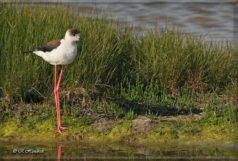 Black-winged Stilt