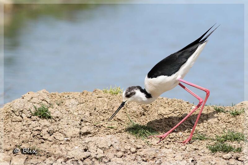 Black-winged Stilt