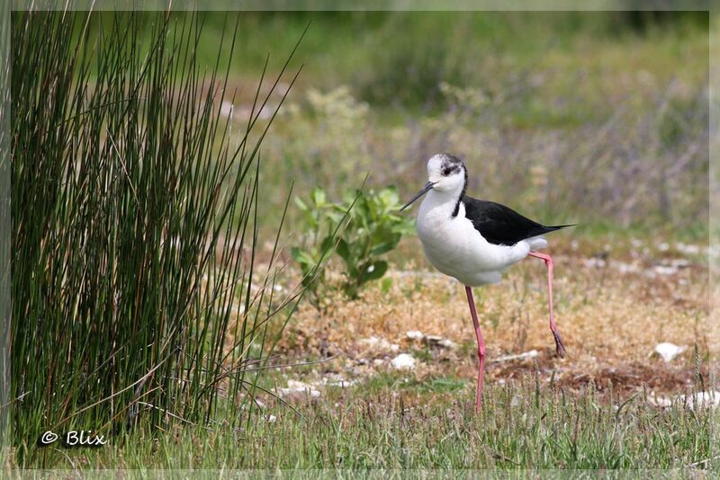 Black-winged Stilt