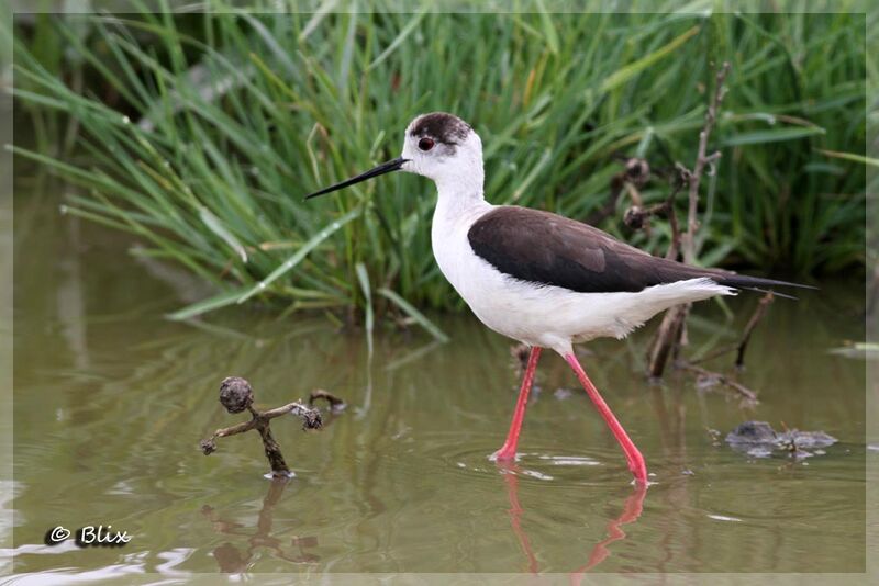 Black-winged Stilt