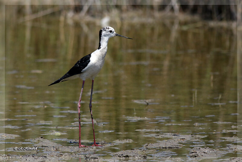 Black-winged Stilt