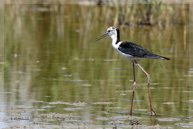 Black-winged Stilt