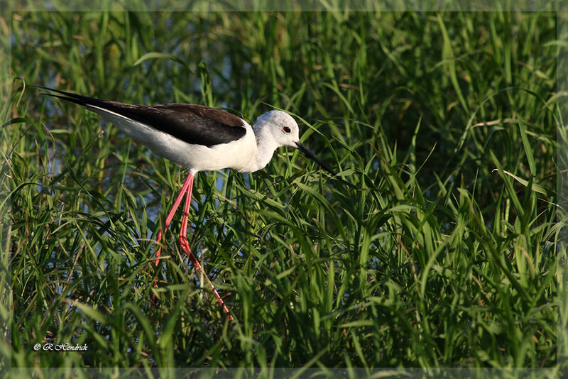 Black-winged Stilt