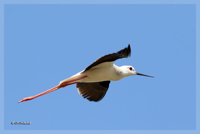 Black-winged Stilt