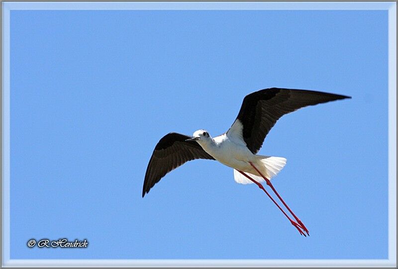 Black-winged Stilt